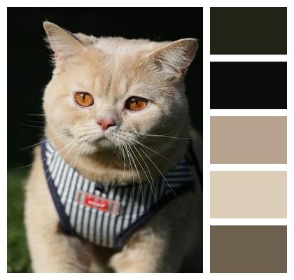 British Shorthair Cat Animal Image